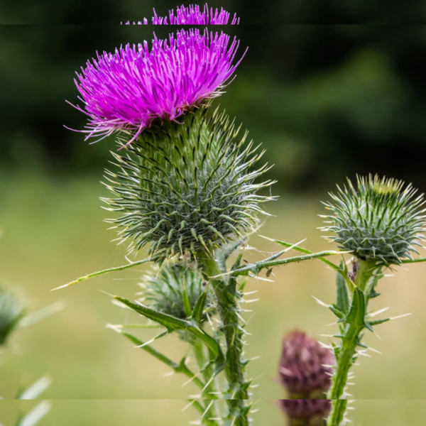 Milk Thistle Powder